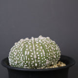 アストロフィツム・アステリアス EC2141