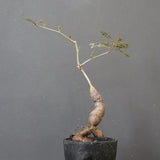 O.ヒファエノイデス（実生） 49