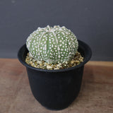 アストロフィツム・アステリアス EC2141