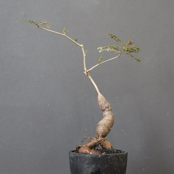 O.ヒファエノイデス（実生） 49