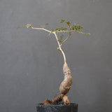 O.ヒファエノイデス（実生） 49