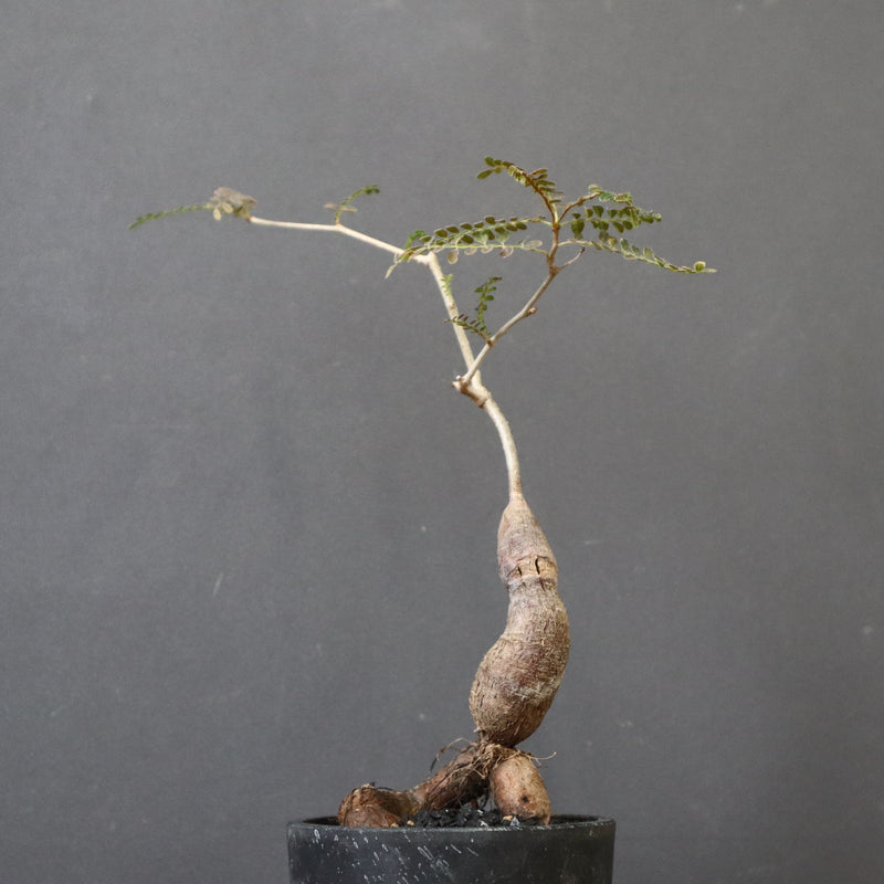 O.ヒファエノイデス（実生） 49