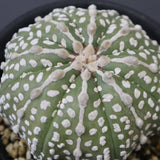 アストロフィツム・アステリアス EC2141