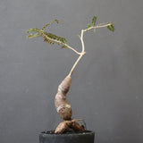 O.ヒファエノイデス（実生） 49