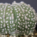 アストロフィツム・アステリアス EC2141