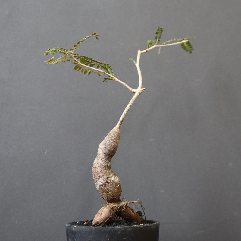 O.ヒファエノイデス（実生） 49