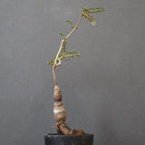 O.ヒファエノイデス（実生） 49