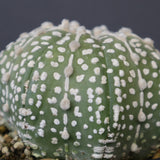 アストロフィツム・アステリアス EC2141