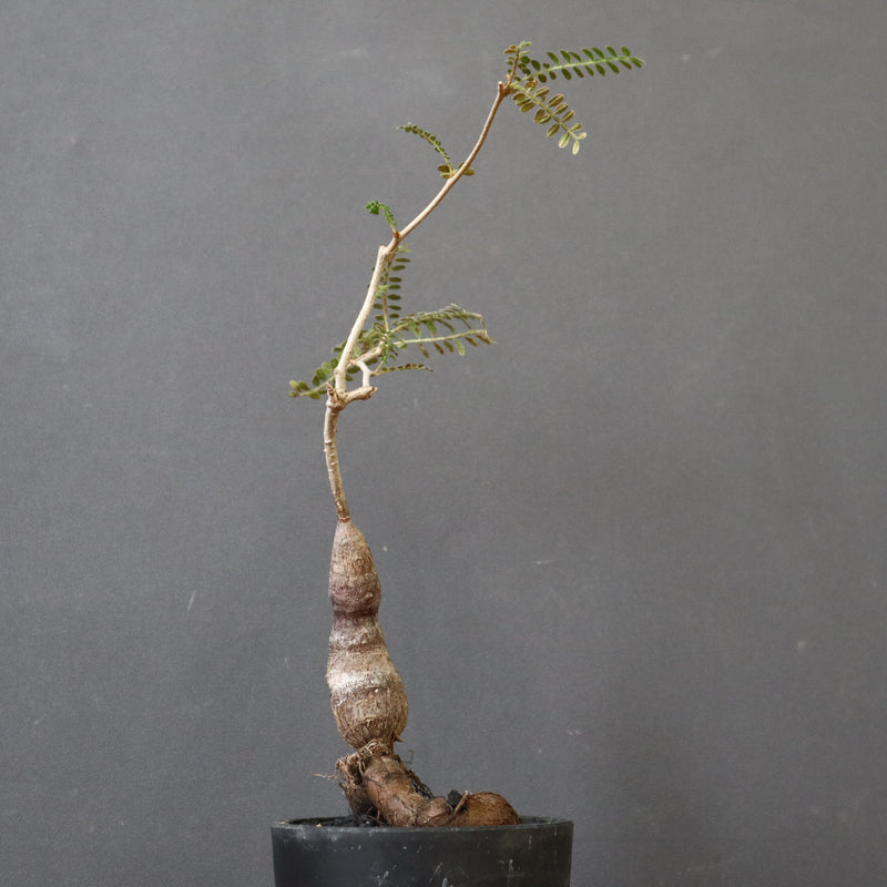 O.ヒファエノイデス（実生） 49