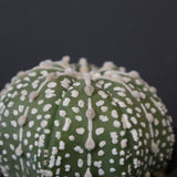 アストロフィツム・アステリアス EC2141