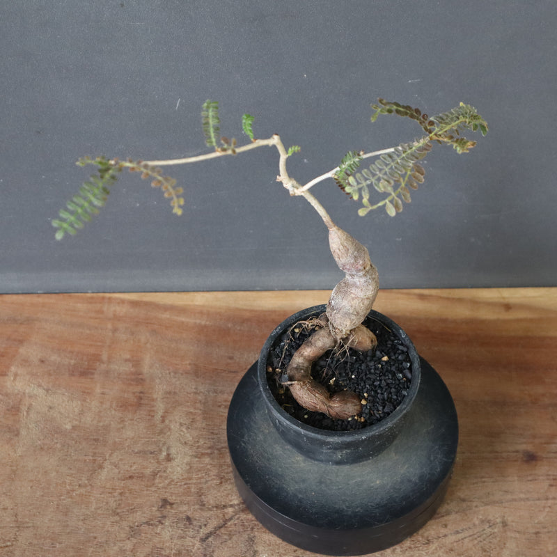 O.ヒファエノイデス（実生） 49