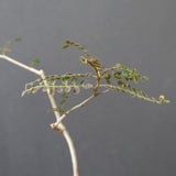 O.ヒファエノイデス（実生） 49