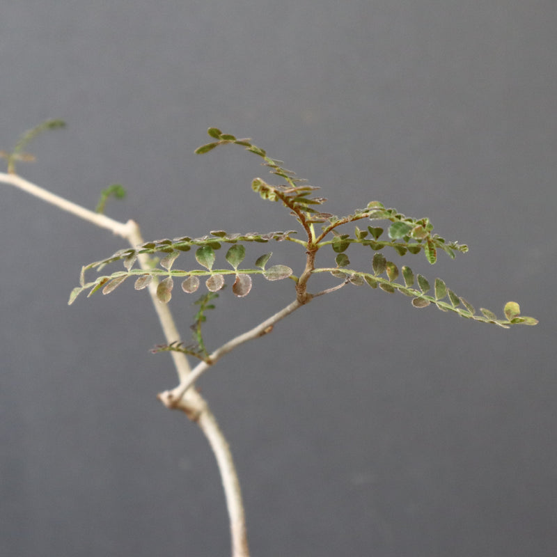 O.ヒファエノイデス（実生） 49