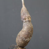 O.ヒファエノイデス（実生） 49