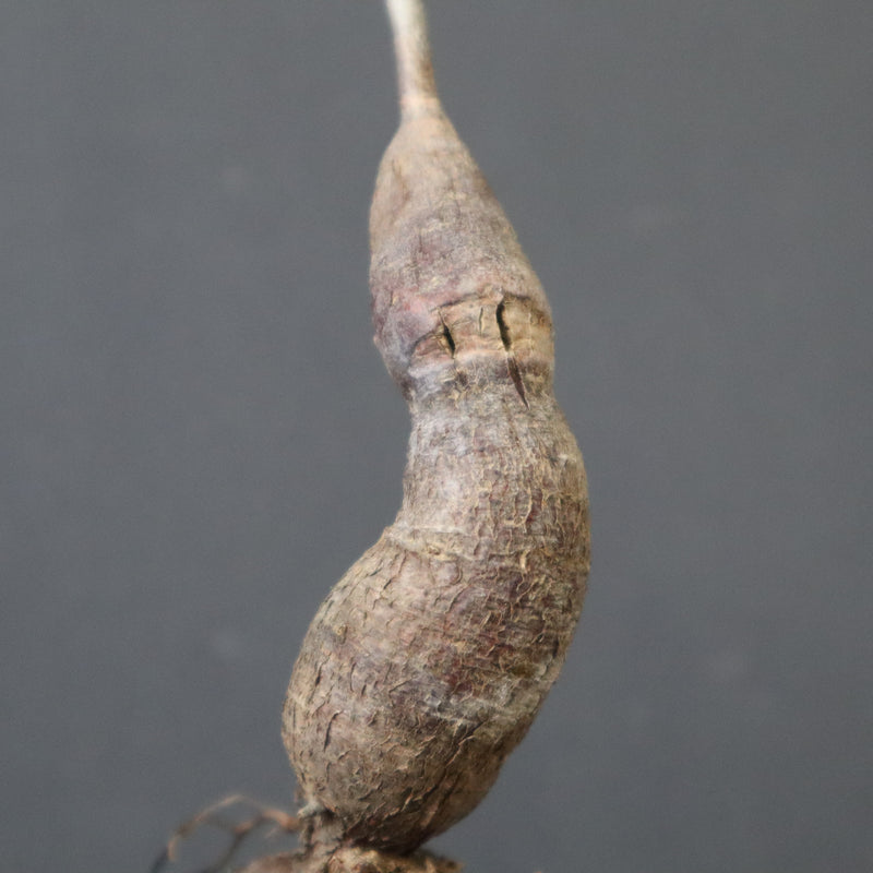 O.ヒファエノイデス（実生） 49