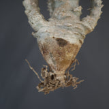 【ベアルート】P.ウィンゾリー(実生) M-05