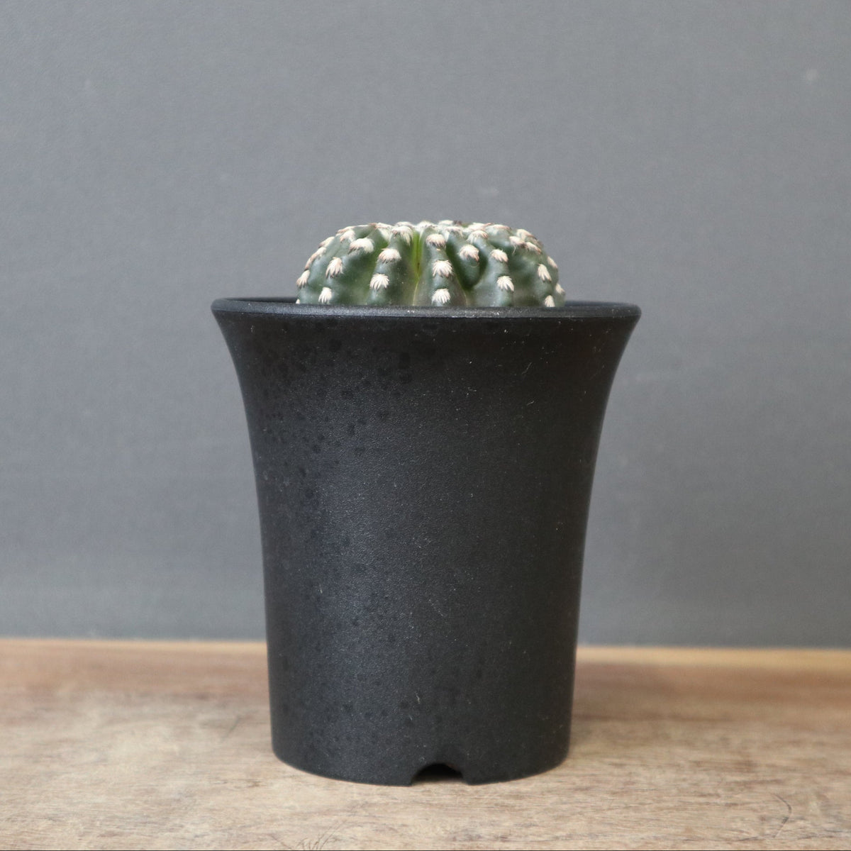 サボテン – TaiShoDo ONLINE SHOP