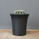 ディスコカクタス・ホルスティ EC2151