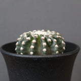 ディスコカクタス・ホルスティ EC2151