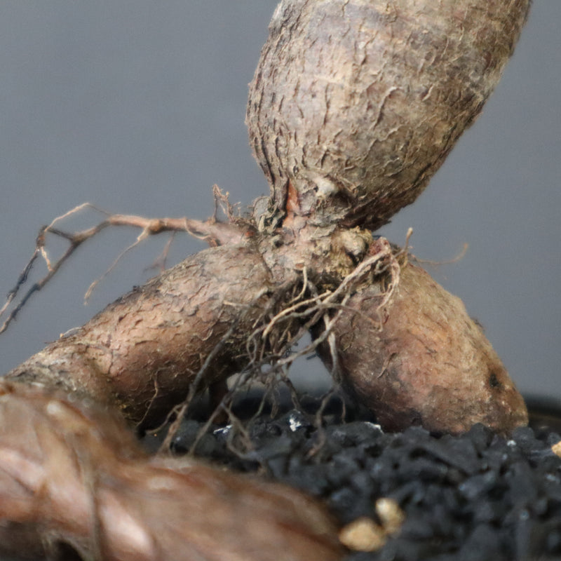 O.ヒファエノイデス（実生） 49