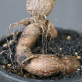 O.ヒファエノイデス（実生） 49