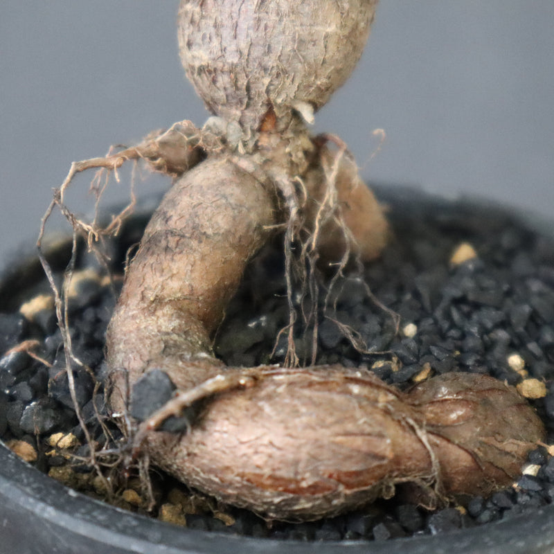 O.ヒファエノイデス（実生） 49