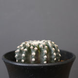 ディスコカクタス・ホルスティ EC2151