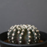 ディスコカクタス・ホルスティ EC2151