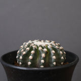 ディスコカクタス・ホルスティ EC2151