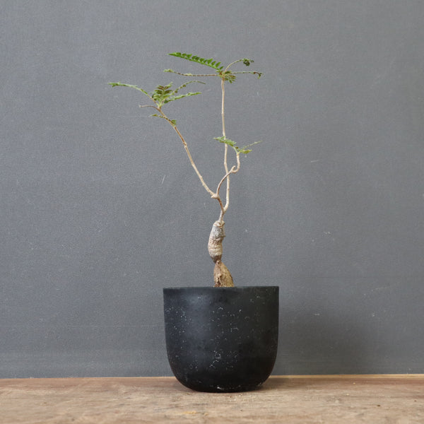 O.ヒファエノイデス（実生） 51