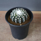 ディスコカクタス・ホルスティ EC2151