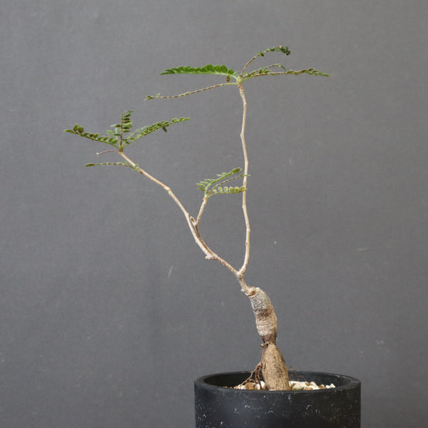 O.ヒファエノイデス（実生） 51