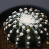 ディスコカクタス・ホルスティ EC2151