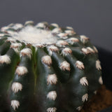 ディスコカクタス・ホルスティ EC2151