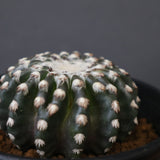 ディスコカクタス・ホルスティ EC2151