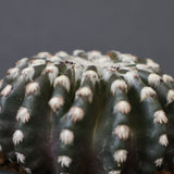 ディスコカクタス・ホルスティ EC2151