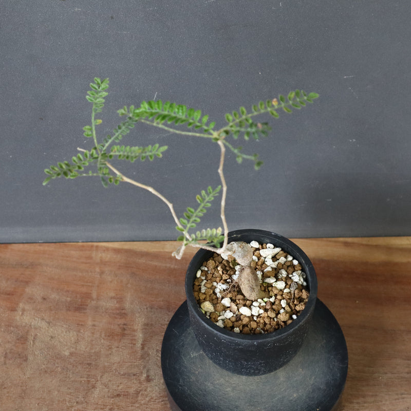 O.ヒファエノイデス（実生） 51