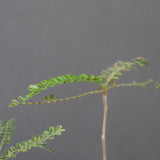 O.ヒファエノイデス（実生） 51