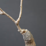 O.ヒファエノイデス（実生） 51