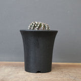 ディスコカクタス・ホルスティ EC2150