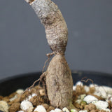 O.ヒファエノイデス（実生） 51