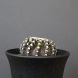 ディスコカクタス・ホルスティ EC2150