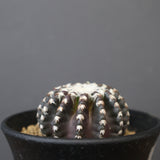 ディスコカクタス・ホルスティ EC2150