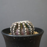 ディスコカクタス・ホルスティ EC2150