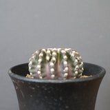 ディスコカクタス・ホルスティ EC2150