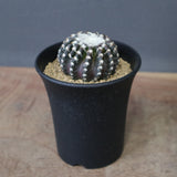 ディスコカクタス・ホルスティ EC2150