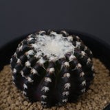 ディスコカクタス・ホルスティ EC2150