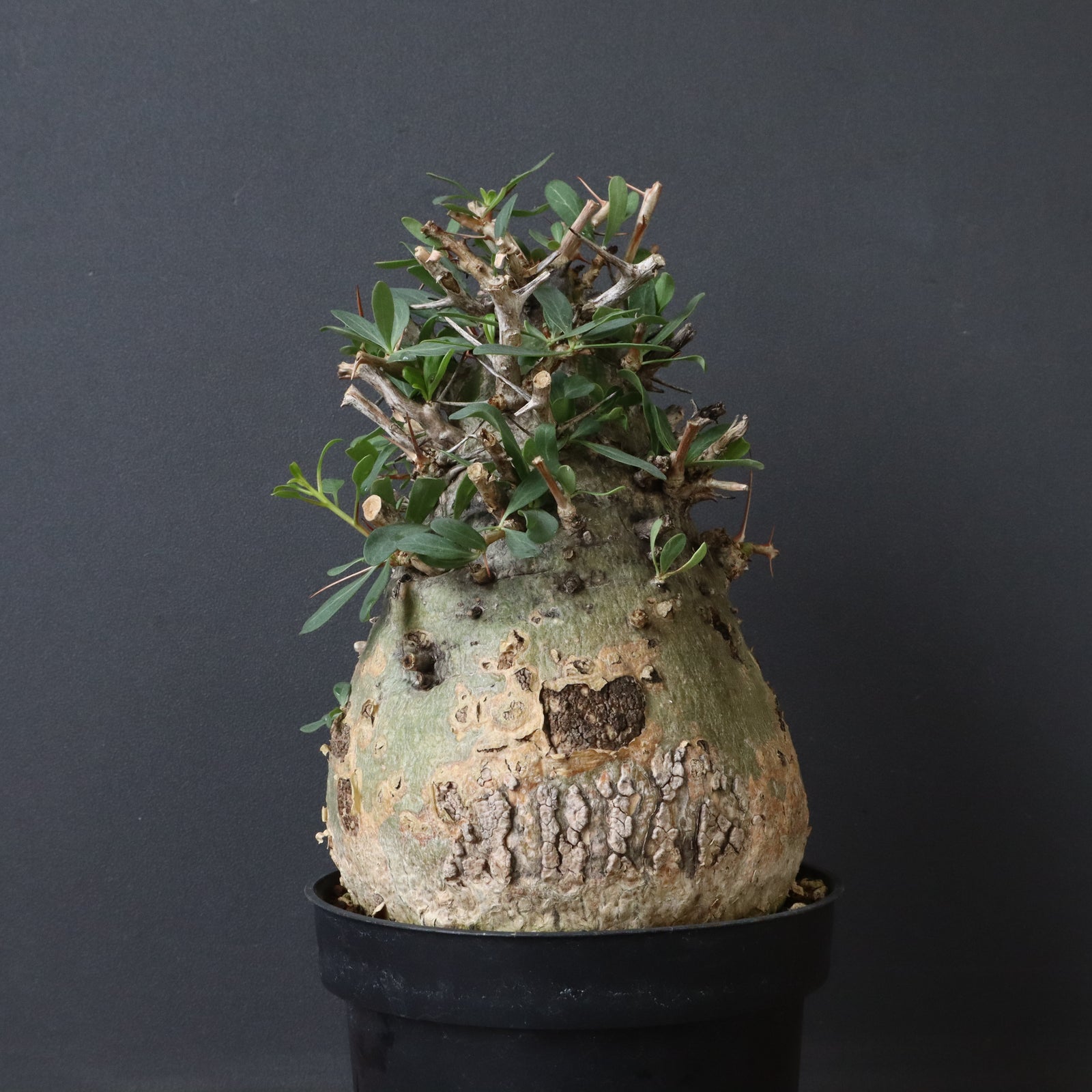F.コルムナリス 78 – TaiShoDo ONLINE SHOP