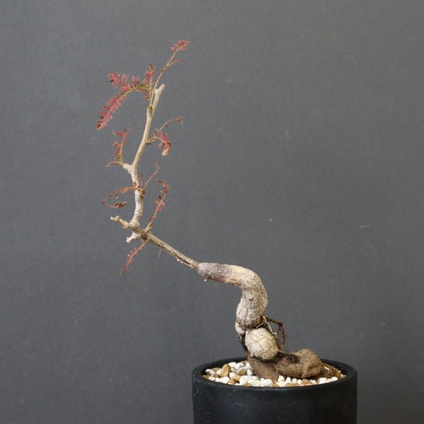 O.ヒファエノイデス（実生） 6