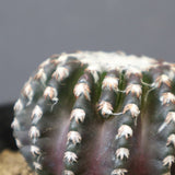 ディスコカクタス・ホルスティ EC2150